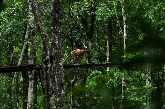 Menengok kawanan bekantan di hutan mangrove Tarakan