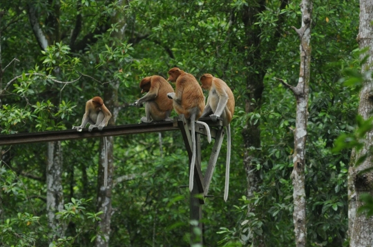 Menengok kawanan bekantan di hutan mangrove Tarakan