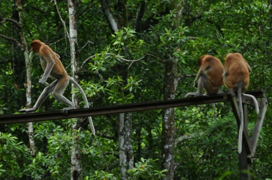 Menengok kawanan bekantan di hutan mangrove Tarakan