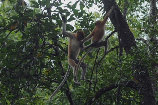 Menengok kawanan bekantan di hutan mangrove Tarakan