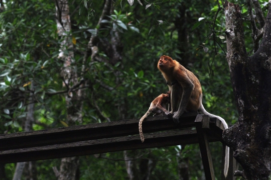 Menengok kawanan bekantan di hutan mangrove Tarakan