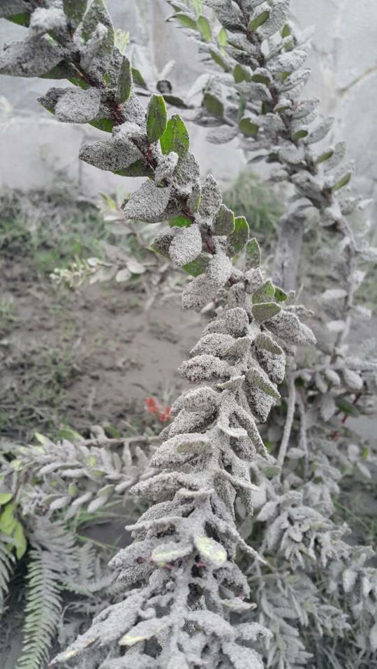 Menengok kawasan wisata Gunung Bromo terus dihujani abu vulkanik