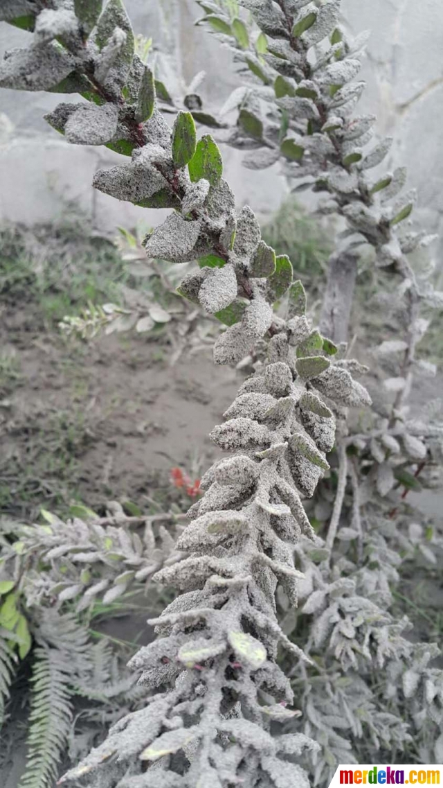 Foto : Menengok kawasan wisata Gunung Bromo terus dihujani 