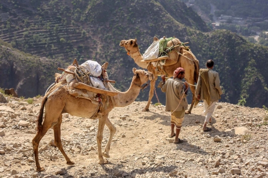Kisah unta dan keledai jadi andalan warga Yaman saat hindari perang