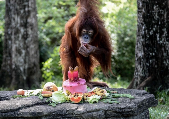 Keceriaan orang utan Tsunami rayakan ulang tahun ke-11