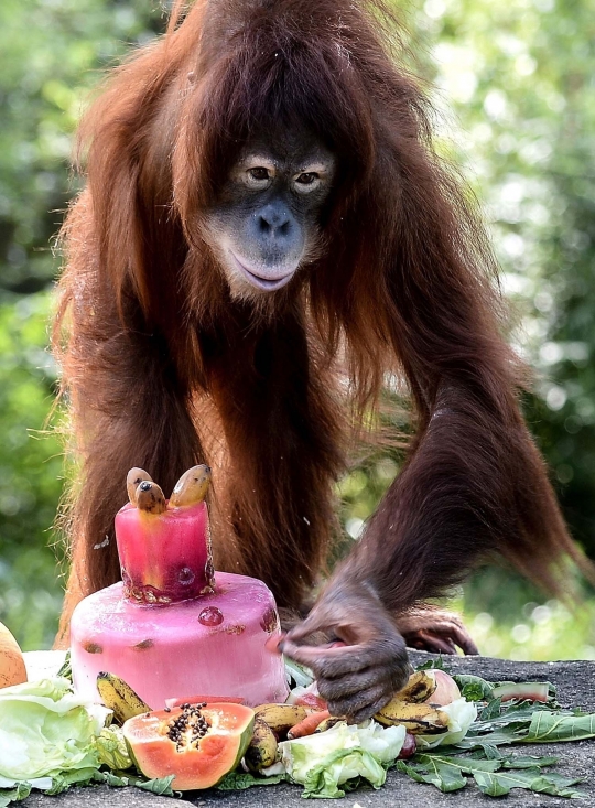 Keceriaan orang utan Tsunami rayakan ulang tahun ke-11
