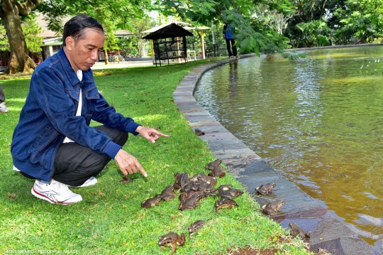 Presiden Jokowi sebar ratusan katak di Istana Bogor