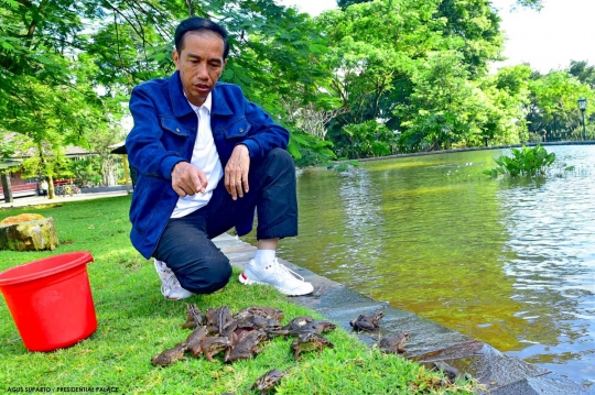 Presiden Jokowi sebar ratusan katak di Istana Bogor