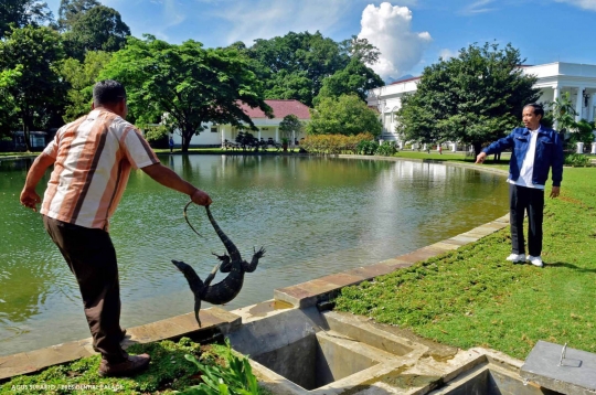 Presiden Jokowi sebar ratusan katak di Istana Bogor