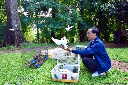 Presiden Jokowi sebar ratusan katak di Istana Bogor