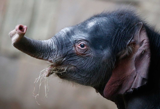 Kebun binatang di Berlin ini pamerkan bayi gajah pertama 2016