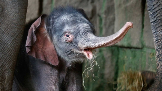 Kebun binatang di Berlin ini pamerkan bayi gajah pertama 2016