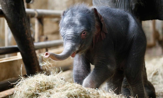 Kebun binatang di Berlin ini pamerkan bayi gajah pertama 2016