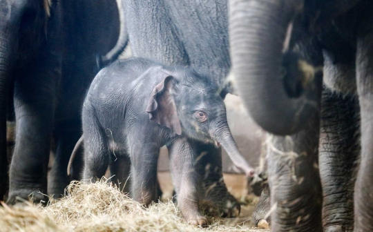 Kebun binatang di Berlin ini pamerkan bayi gajah pertama 2016