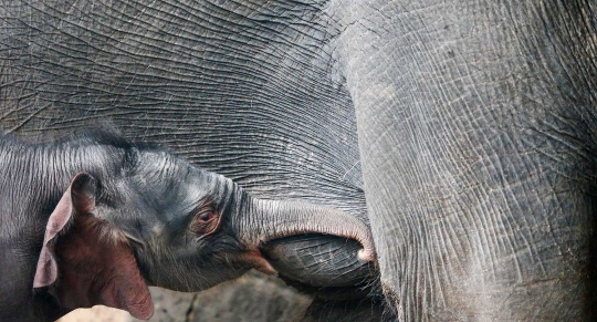 Kebun binatang di Berlin ini pamerkan bayi gajah pertama 2016