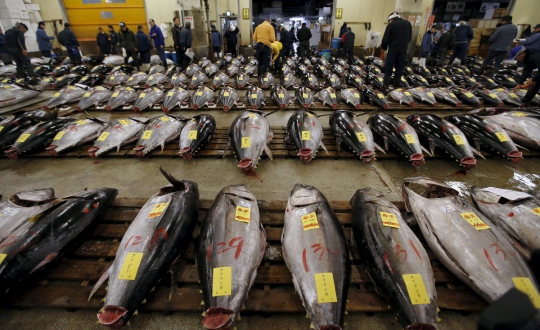 Fantastis, tuna sirip biru di Jepang ini laku Rp 1,6 miliar