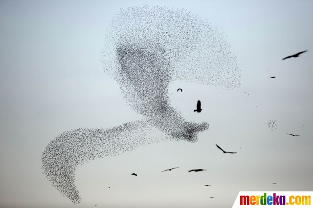 Foto : Melihat cantiknya ribuan jalak 'menari-nari' di 