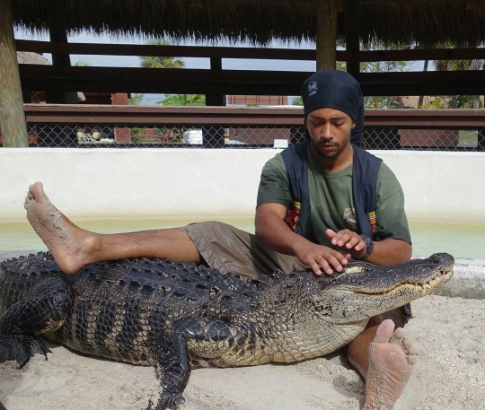 Aksi mendebarkan pegulat dan buaya di Miami