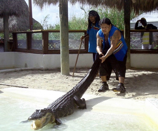 Aksi mendebarkan pegulat dan buaya di Miami