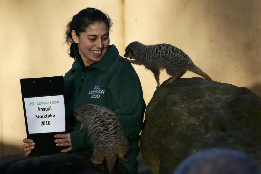 Tingkah usil satwa di Kebun Binatang London saat pemeriksaan tahunan
