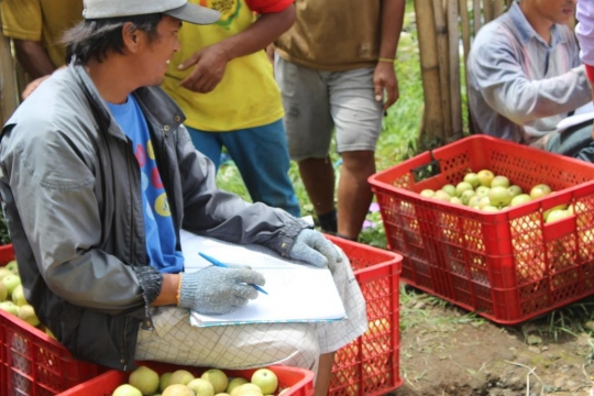 Akibat abu Bromo, petani percepat panen apel Malang