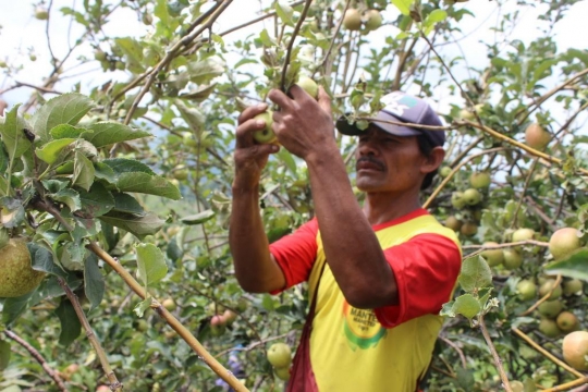 Akibat abu Bromo, petani percepat panen apel Malang