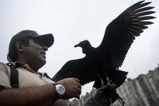 Inovatif, warga Peru gunakan burung nasar untuk deteksi sampah