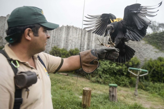 Inovatif, warga Peru gunakan burung nasar untuk deteksi sampah