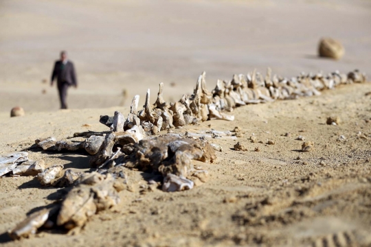 Menelusuri gurun di Mesir yang simpan banyak fosil hewan purba