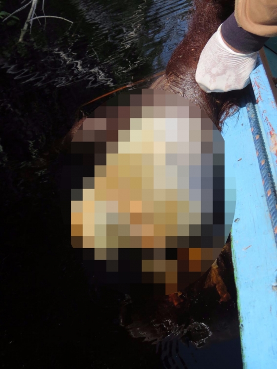 Sadis, orang utan mati ditombak hingga tembus jantung