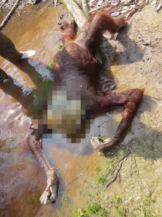 Sadis, orang utan mati ditombak hingga tembus jantung