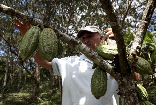 Dampak perubahan iklim, petani kopi Amerika beralih ke cokelat