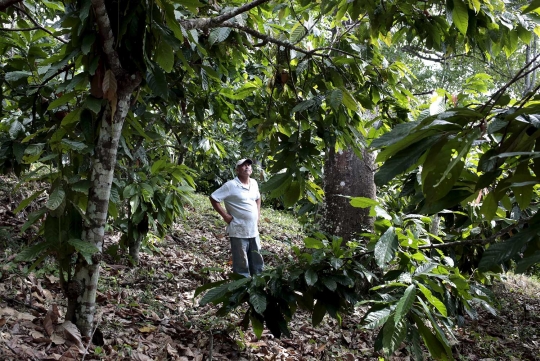 Dampak perubahan iklim, petani kopi Amerika beralih ke cokelat