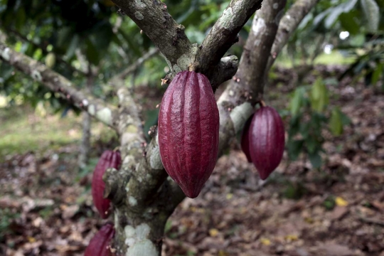 Dampak perubahan iklim, petani kopi Amerika beralih ke cokelat