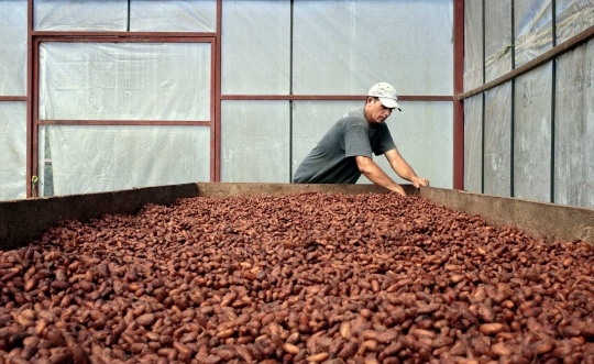 Dampak perubahan iklim, petani kopi Amerika beralih ke cokelat