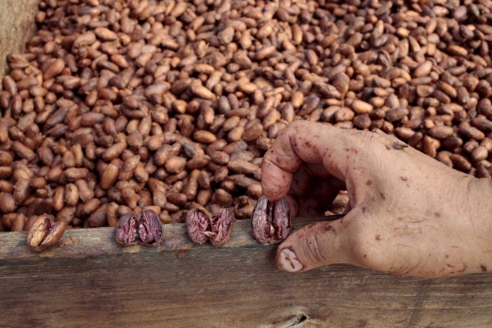 Dampak perubahan iklim, petani kopi Amerika beralih ke cokelat