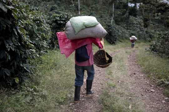 Dampak perubahan iklim, petani kopi Amerika beralih ke cokelat