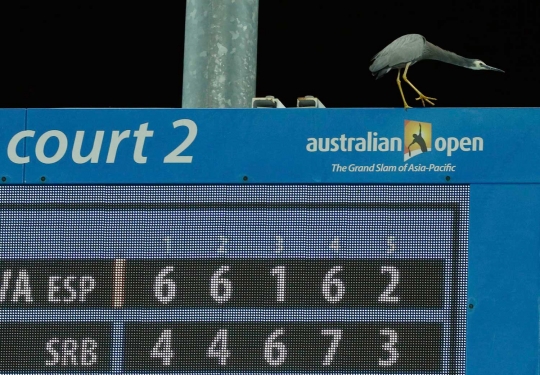 Penampakan tamu tak diundang masuk ke turnamen tenis di Australia