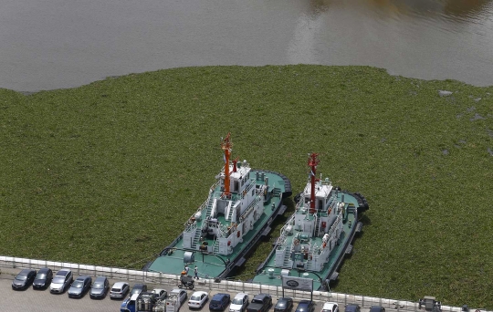 Terbawa banjir, ratusan ribu eceng gondok merapat di pelabuhan