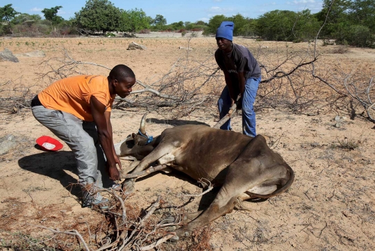 Parahnya kekeringan di Zimbabwe sampai banyak hewan ternak yang mati