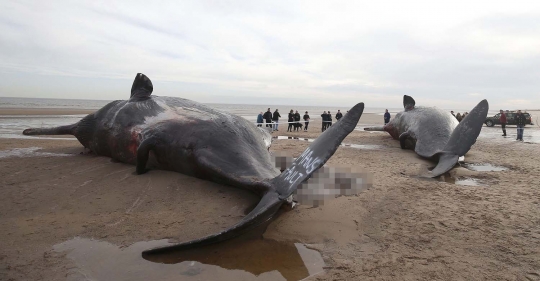 Pandangan mengerikan 3 paus mati di Inggris dengan isi perut keluar