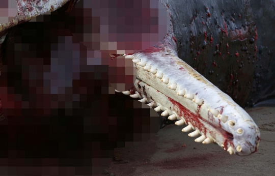 Pandangan mengerikan 3 paus mati di Inggris dengan isi perut keluar