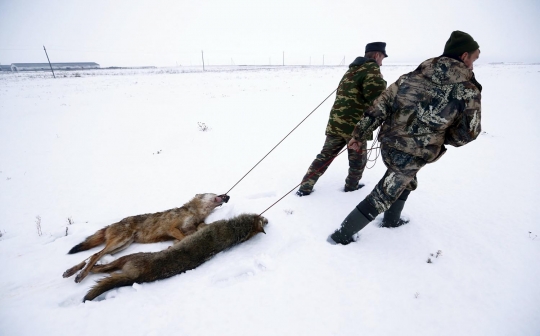 Melihat kekejaman perburuan serigala di dataran salju Belarusia