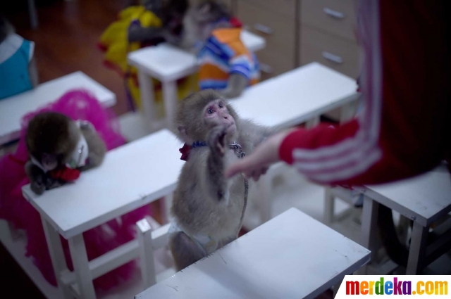 Foto : Mengintip uniknya sekolah monyet di China merdeka.com