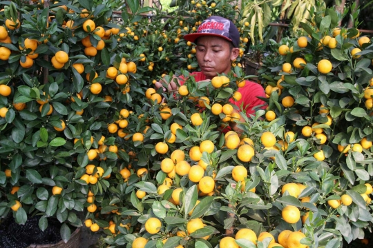 Jelang Imlek, pohon jeruk jenis ini banyak diburu