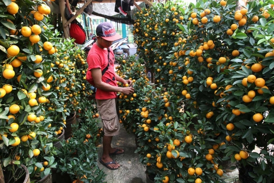 Jelang Imlek, pohon jeruk jenis ini banyak diburu