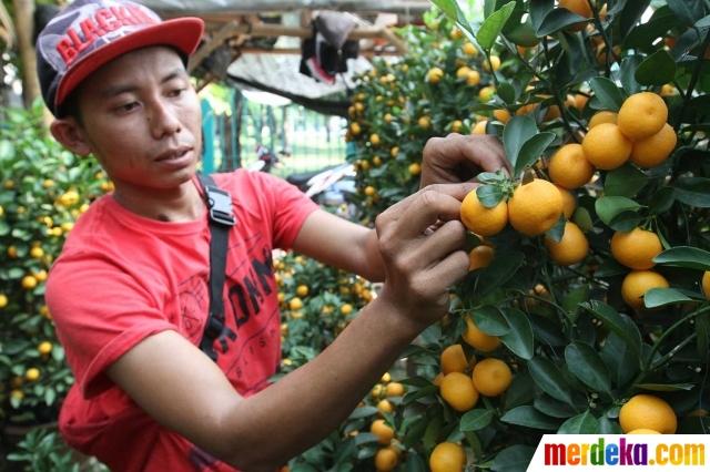 Foto : Jelang Imlek, pohon jeruk jenis ini banyak diburu 