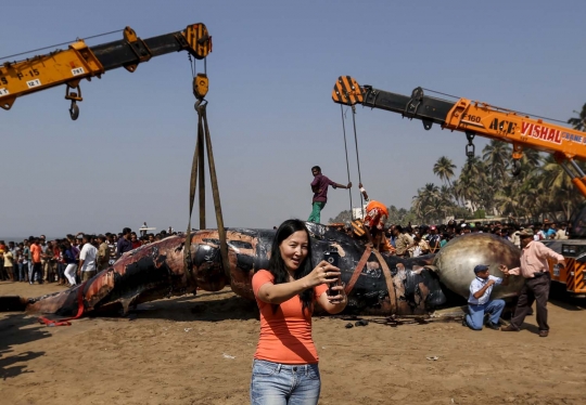 Penemuan bangkai paus raksasa jadi momen selfie warga India