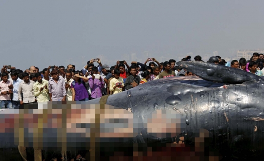 Penemuan bangkai paus raksasa jadi momen selfie warga India