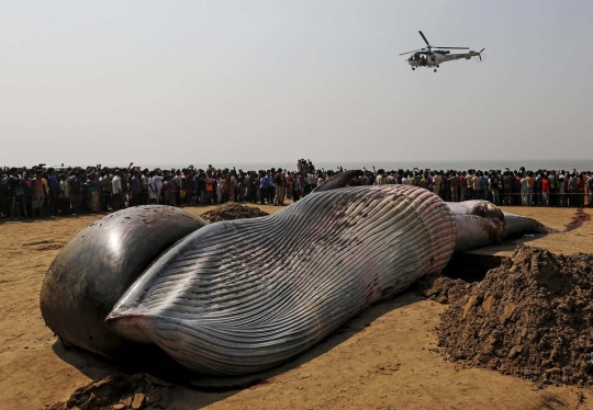 Penemuan bangkai paus raksasa jadi momen selfie warga India